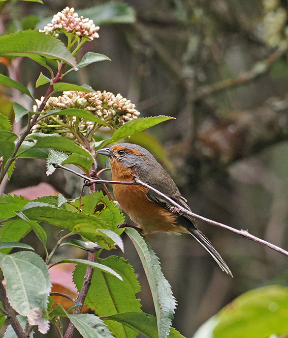 Rusty-browed Warbling-Finch