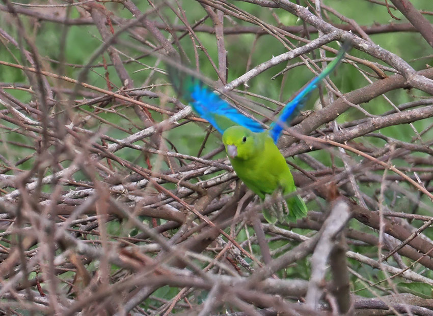 Cobalt-rumped Parrotlet