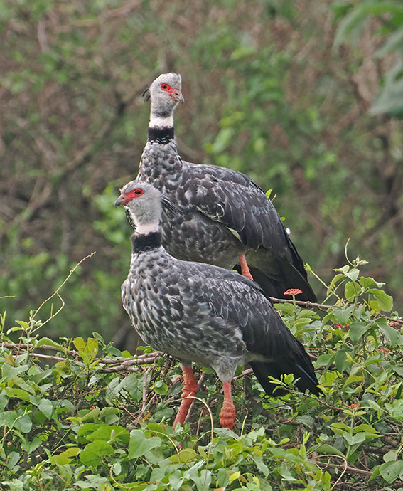 Southern Screamer