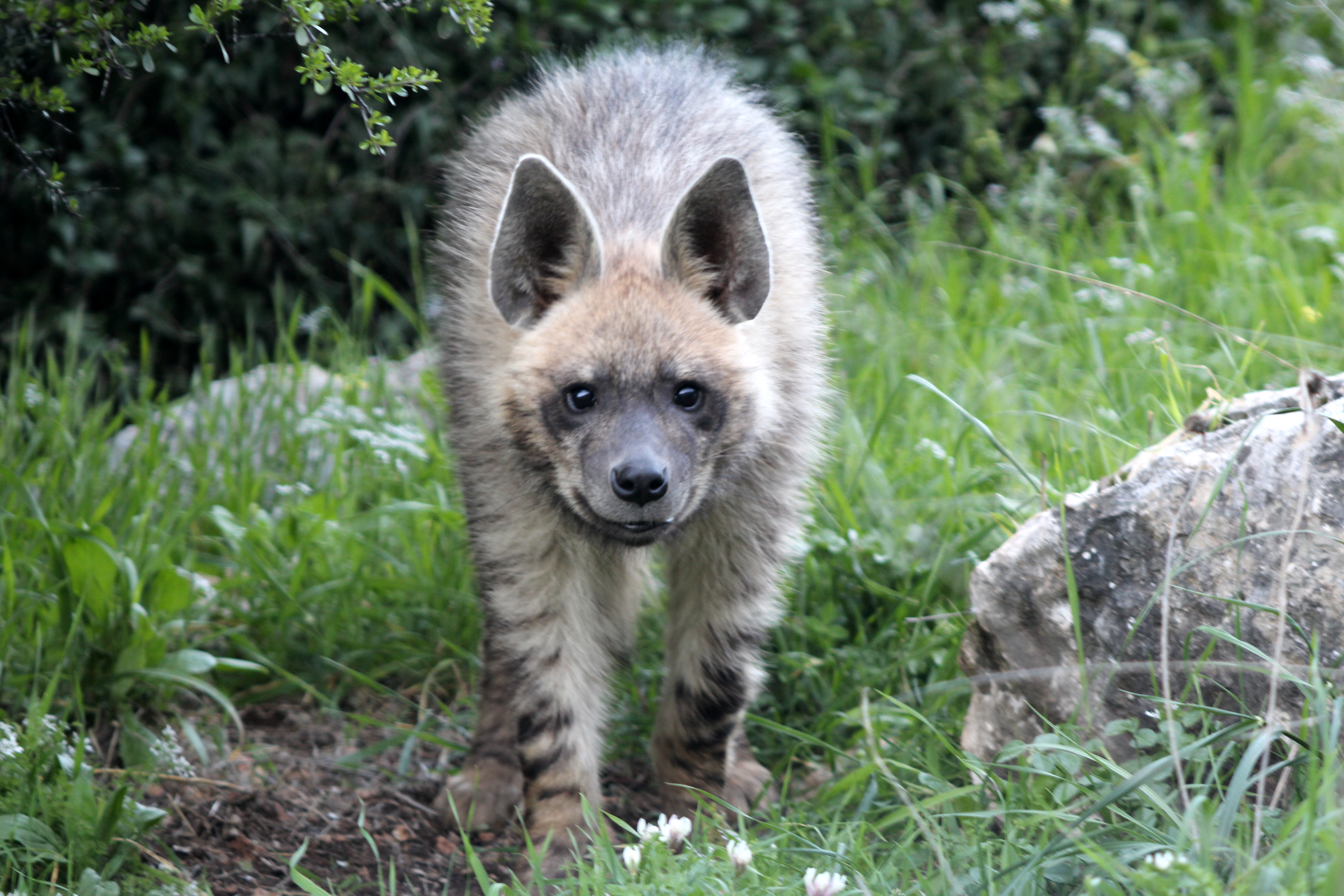 Striped Hyena (in the Jerusalem hills)