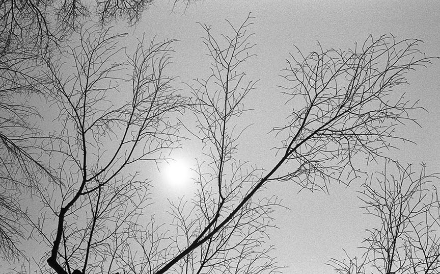 Chicago winter sun shines through barren trees