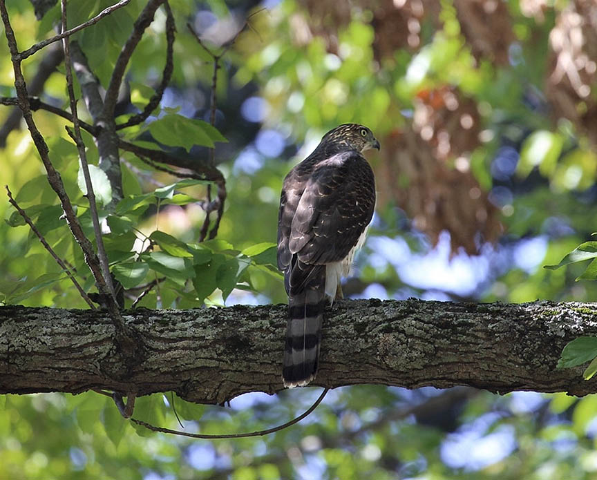 Coopers hawk