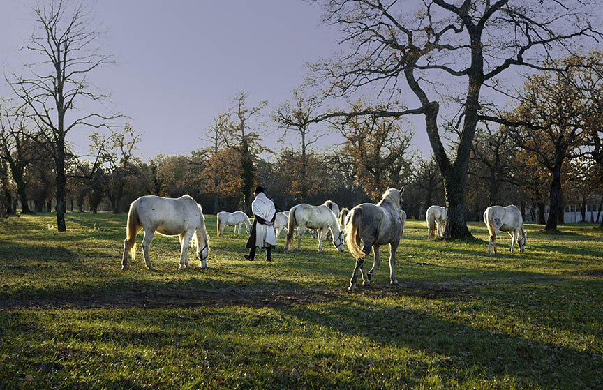 Lippizaner Horses at Dusk