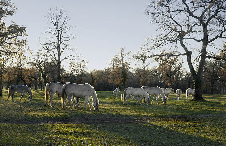 More Lippizaner horses at dusk