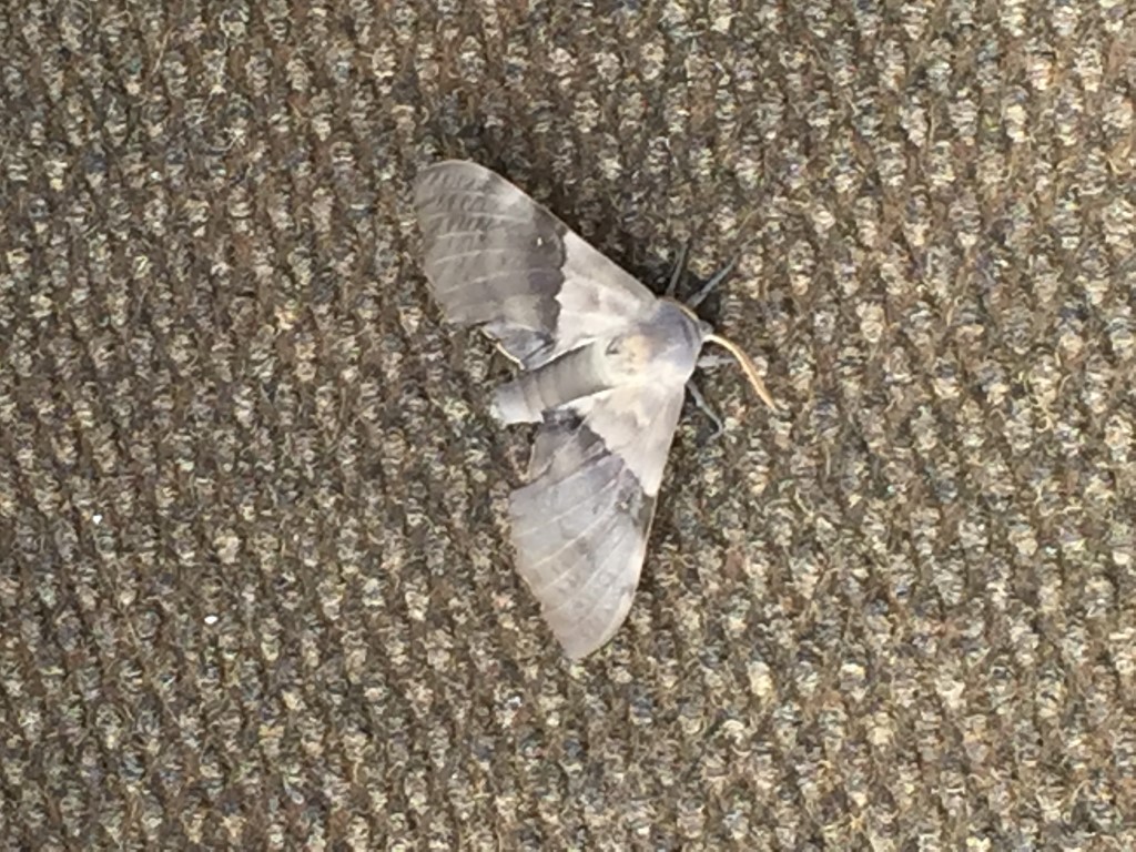 Pachysphinx modesta moth on boat deck
