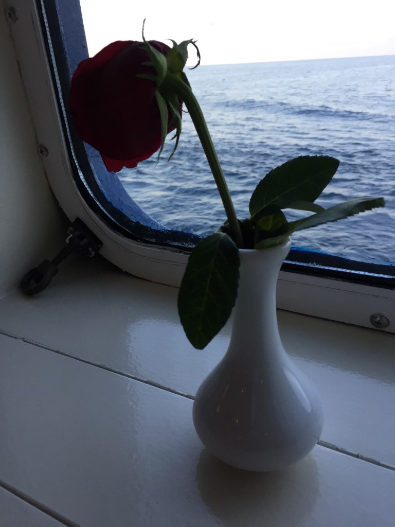 Dead rose the last night