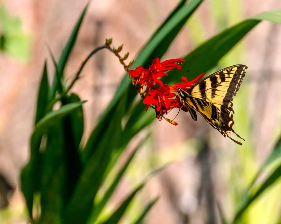 Swallowtail080322_2.jpg