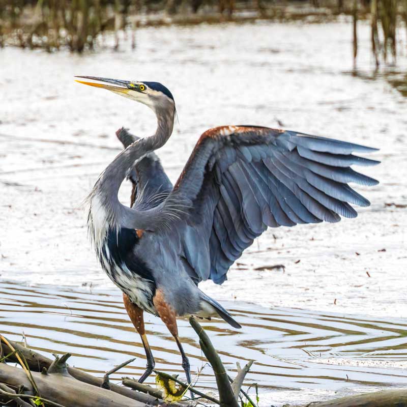 GBH_FirIs102124_2.jpg
