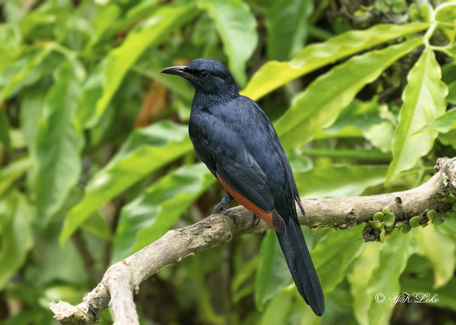 Red-winged Starling (Onychognathus morio) 