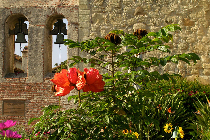 Orange Bloom