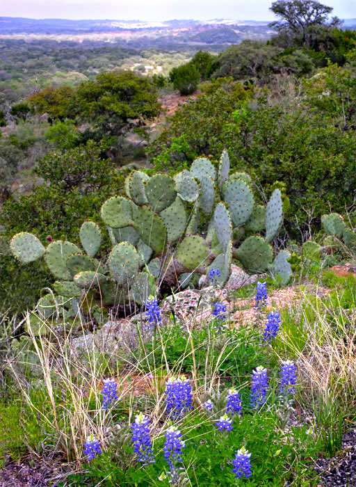 Texas hill country landscape