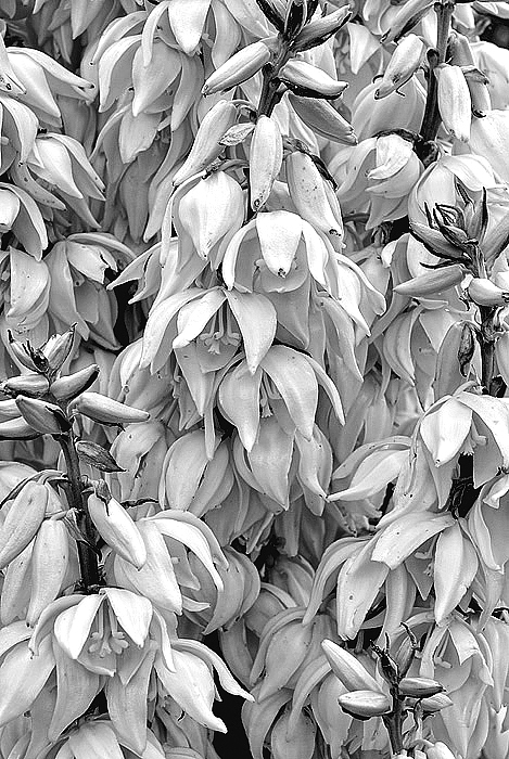 Yucca blooms 
