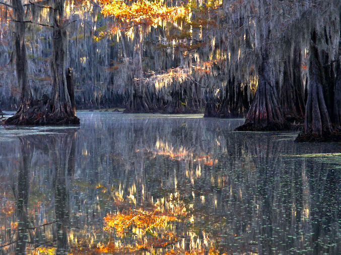 Reflection and cypress trees 