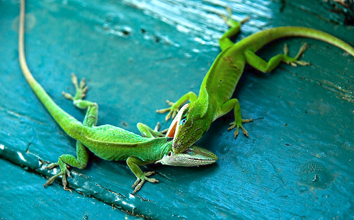 Lizard fight 
