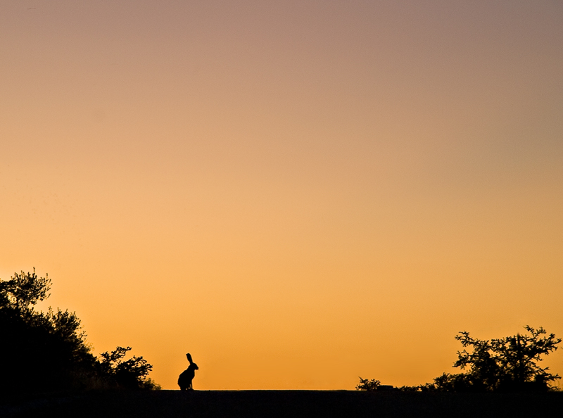 Jackrabbit at sunset