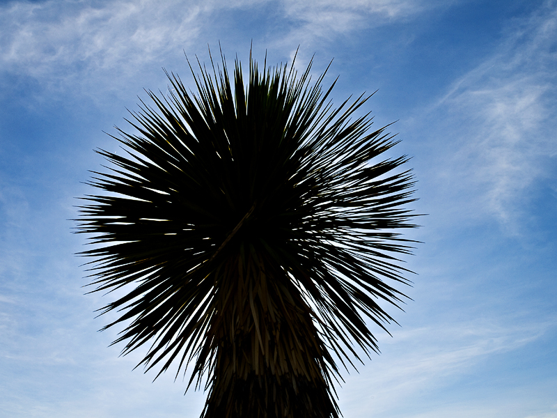 Yucca