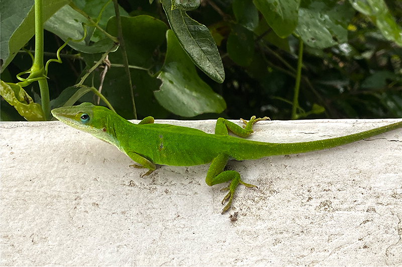 Lizzard on porch railing.