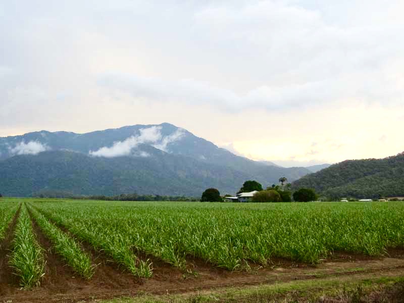 Canefield rows, Atherton Tableland