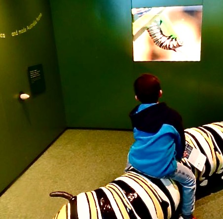 Watching the life cycle of a butterfly, on a comfy caterpillar seat ...