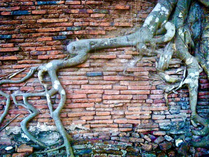Old bricks and roots at Ayutthya