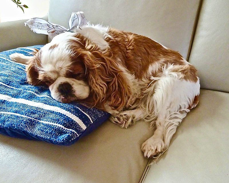 A contented Evie, decked in bow for entertaining
