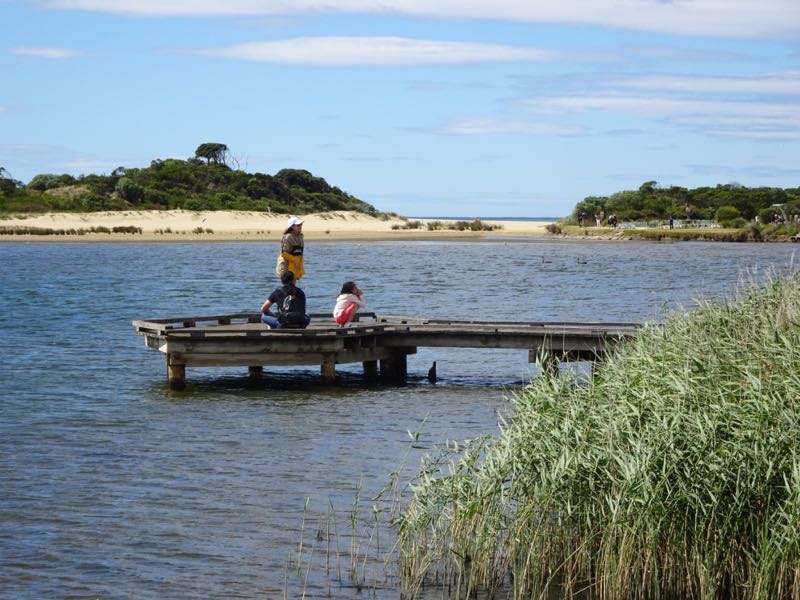 Anglesea River mouth, about to enter the ocean beyond the dunes