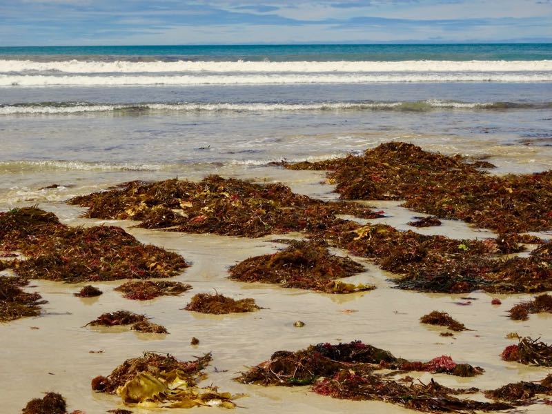 Large piles of kelp at low tide, Anglesea surf beach