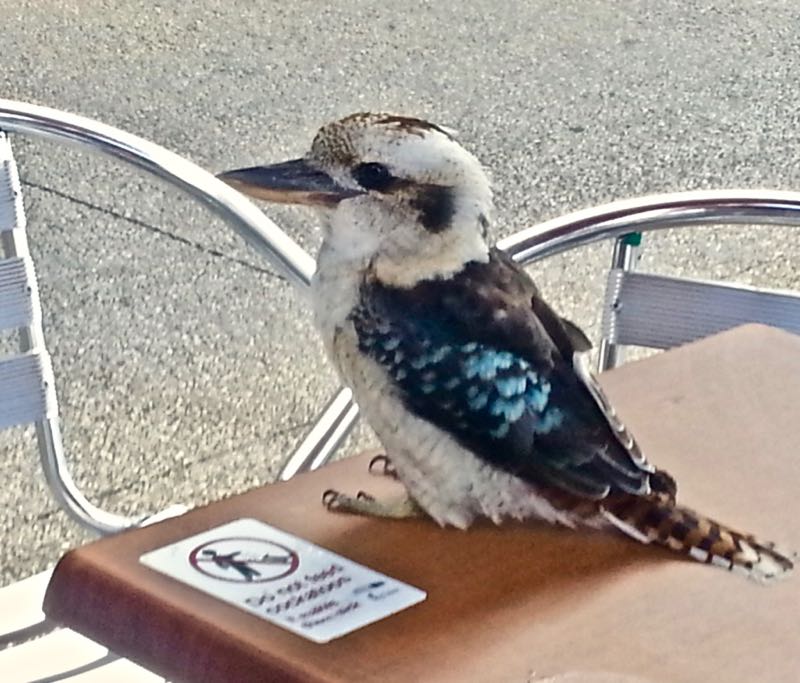 Kookaburra sits ON a table outside the cafe in Lorne.