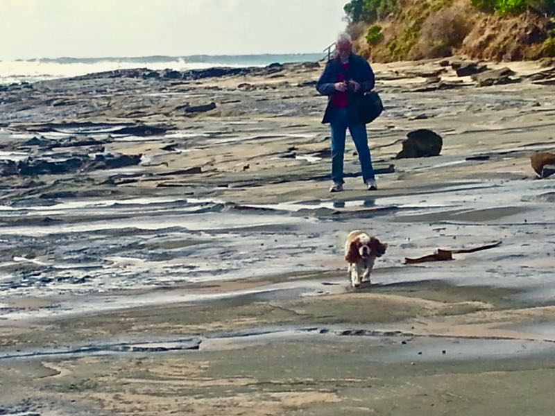 Evie explores at low tide, Apollo Bay