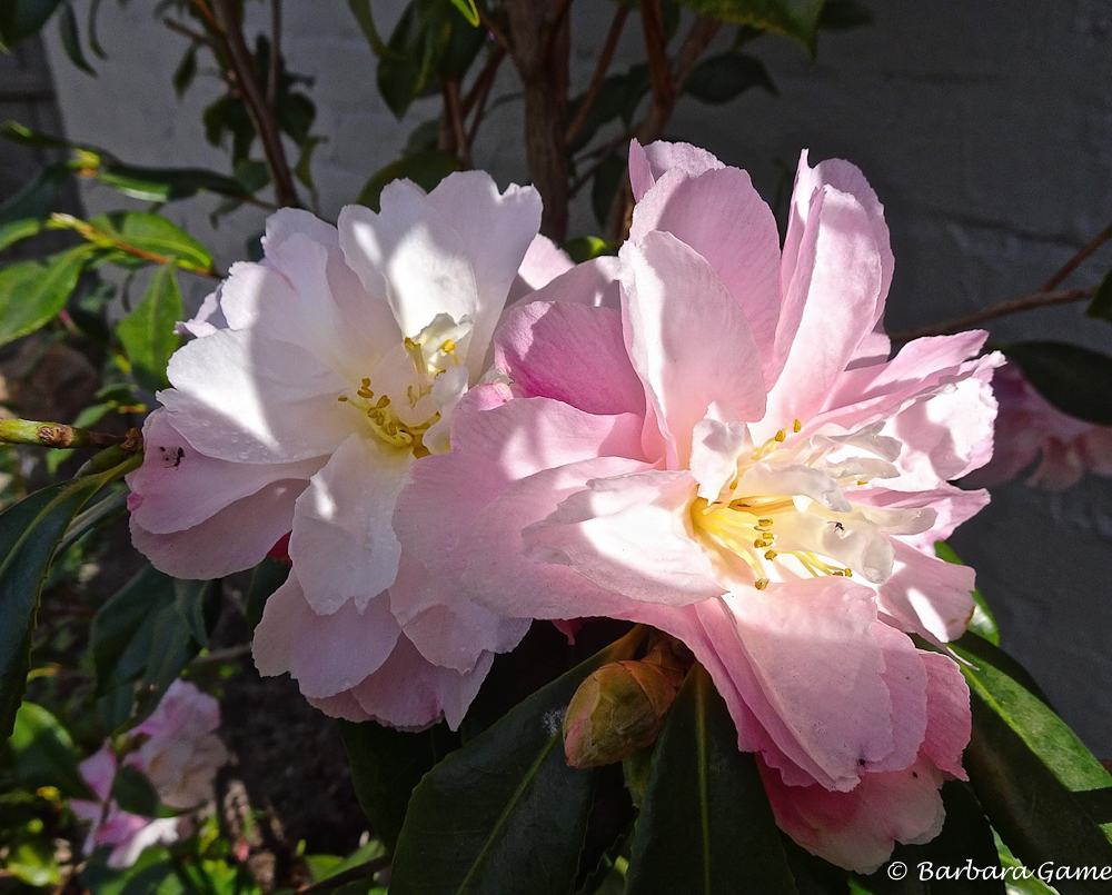 Winter Camelias