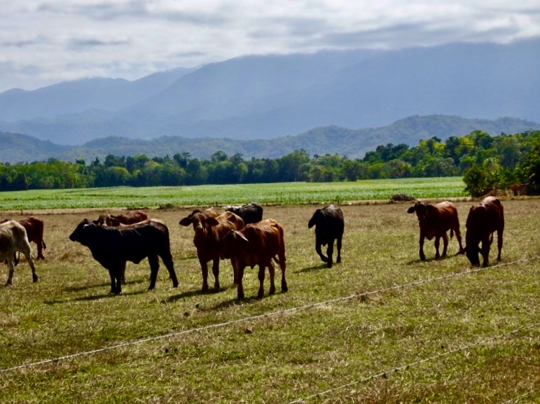 Canefields and cattle, mountains and mist