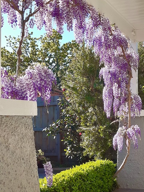 Wisteria at home