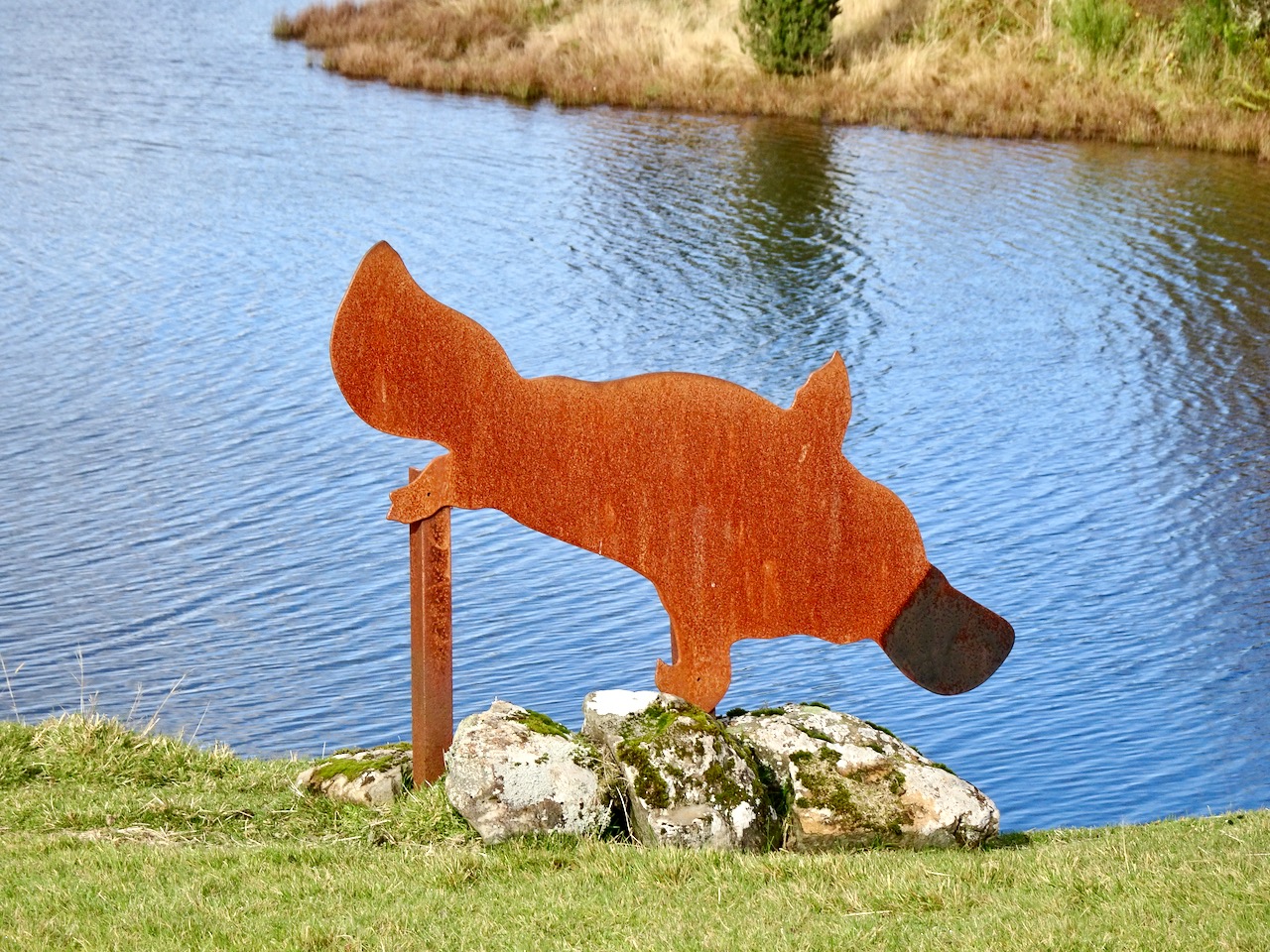 Waratah, lake with platypus