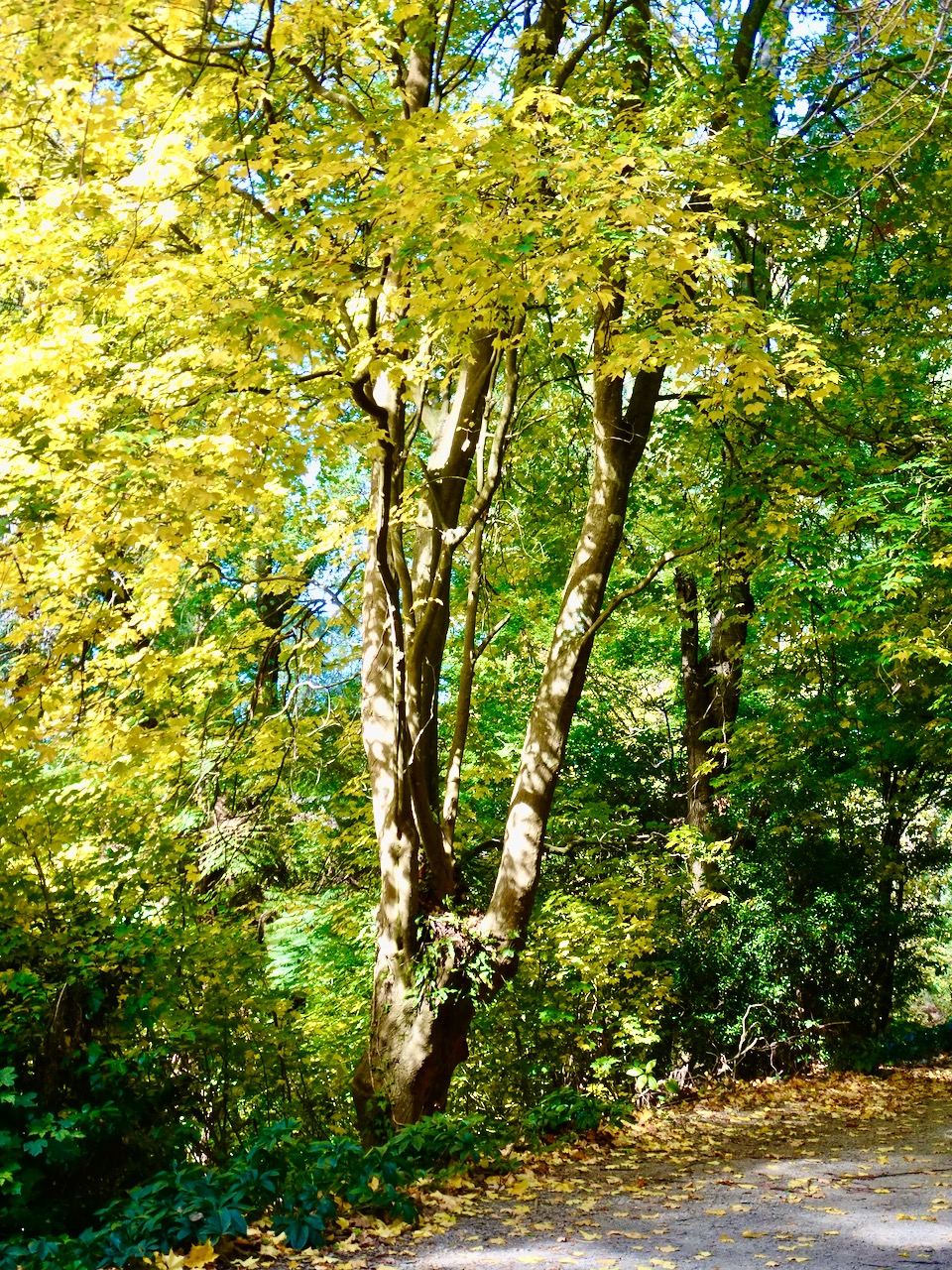 Alfred Nicholas Memorial Gardens, Dandenong Ranges