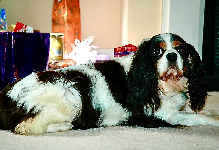 Charlie, Christmas dog.