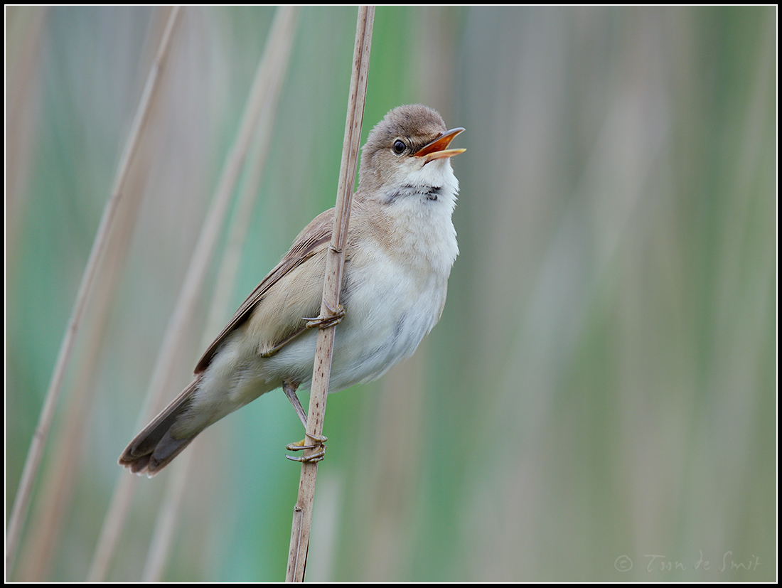 Reed Warbler / Kleine Karekiet