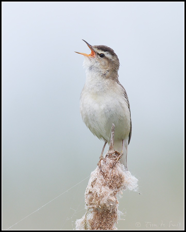 Sedge Warbler / Rietzanger