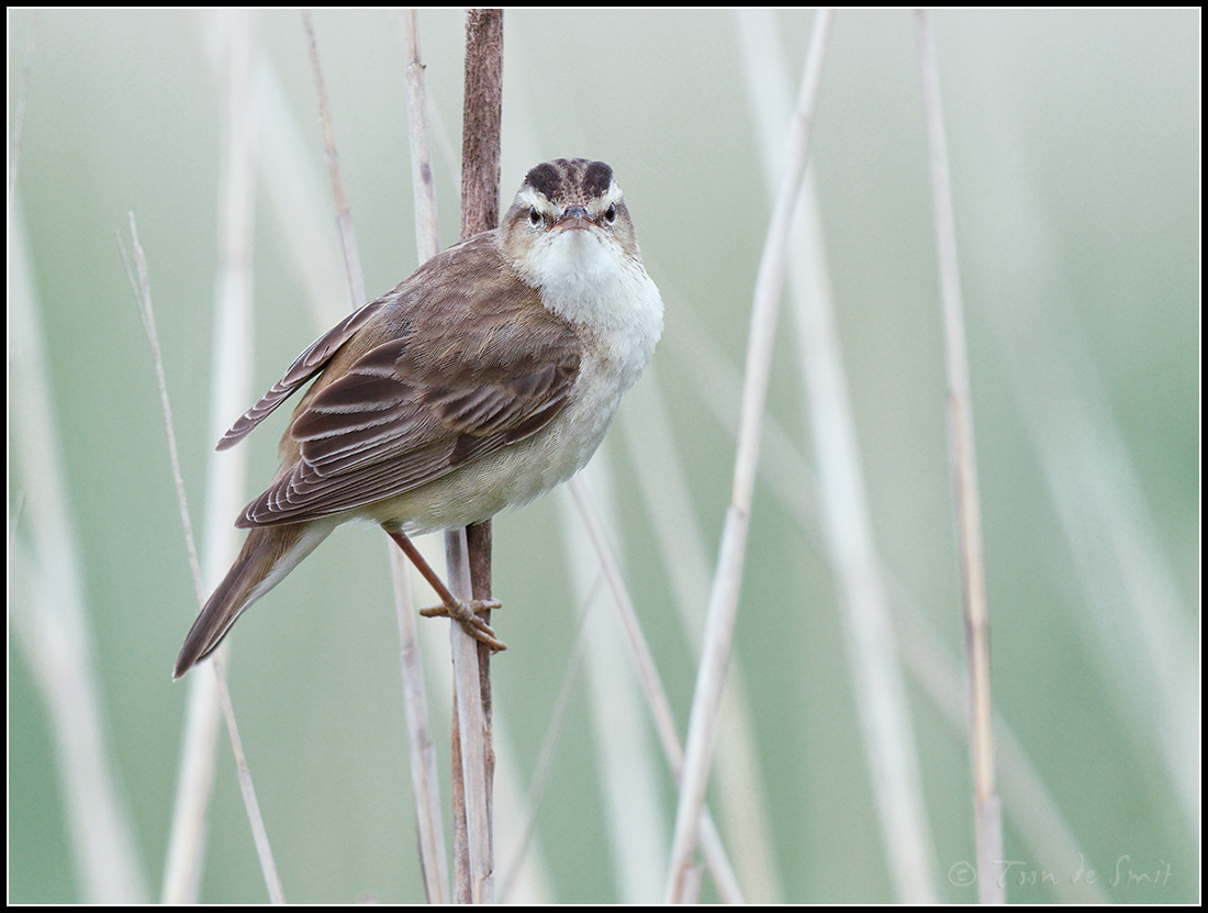 Sedge Warbler / Rietzanger