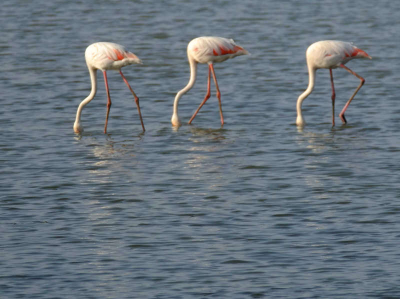 flamingos DSCF6930.jpg