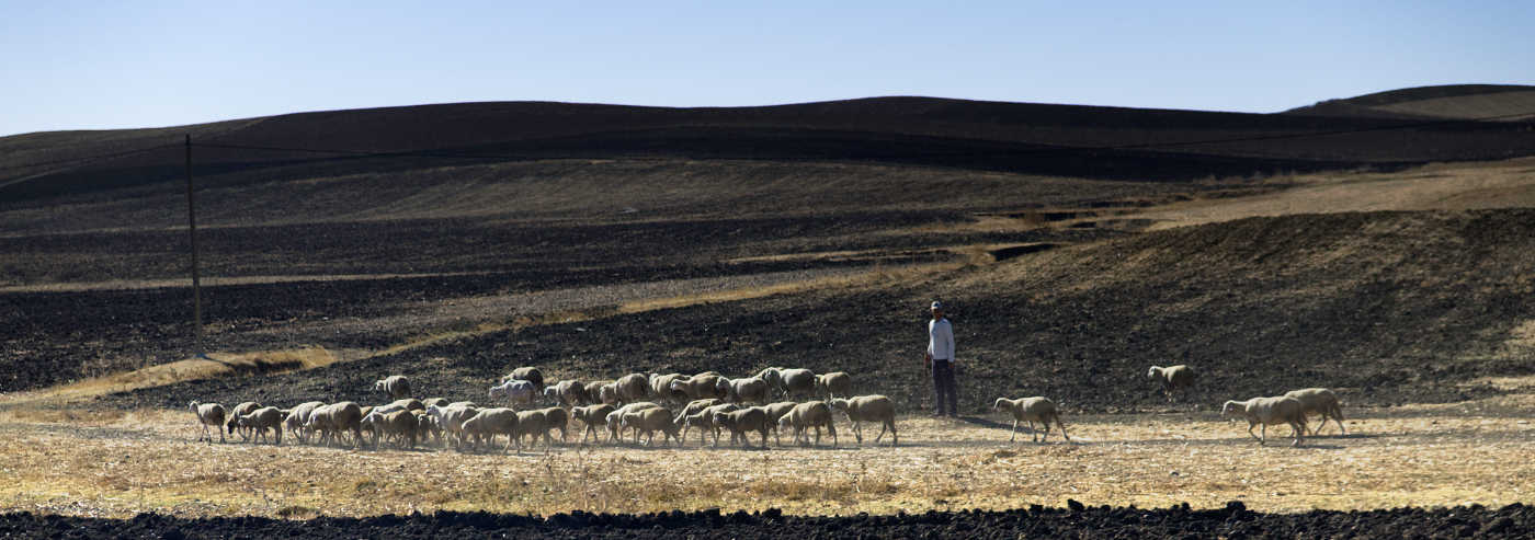 sheep farmer returning home_DSF2906.jpg