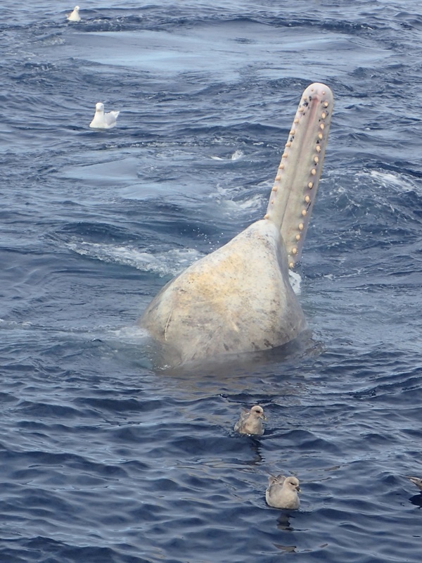 Cachalot macrocphale, Mer de Baffin