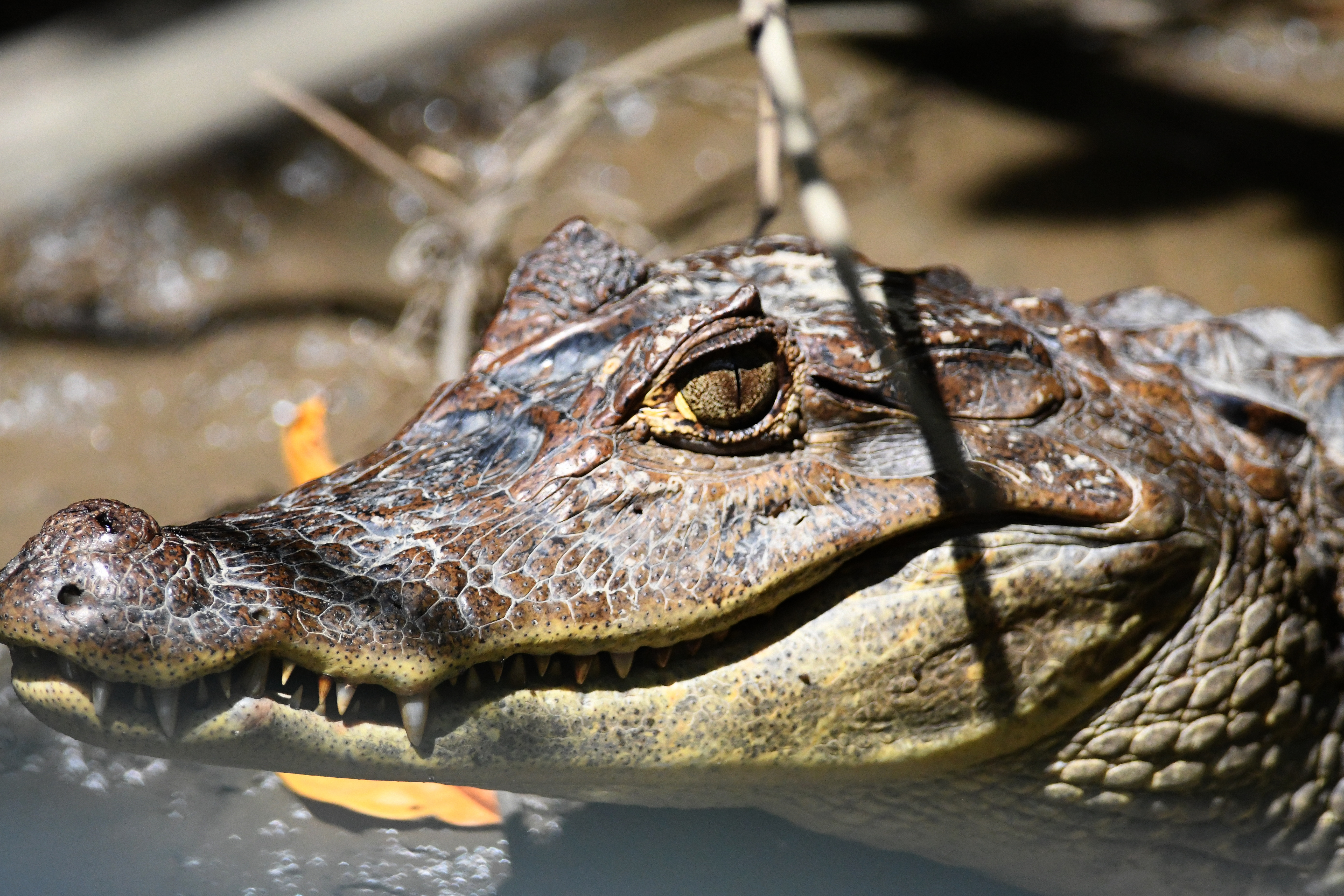 Spectacled Caiman