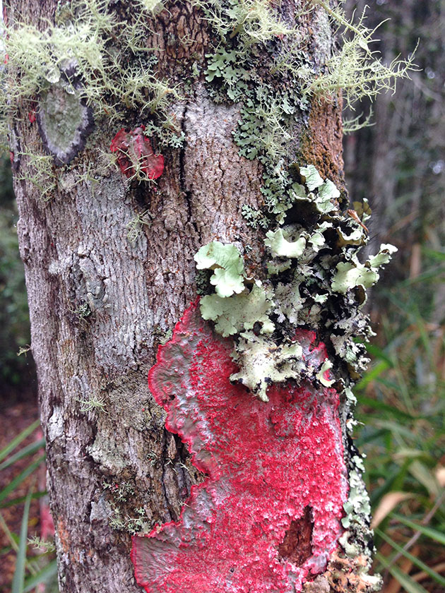 Itororo Lodge trail sights