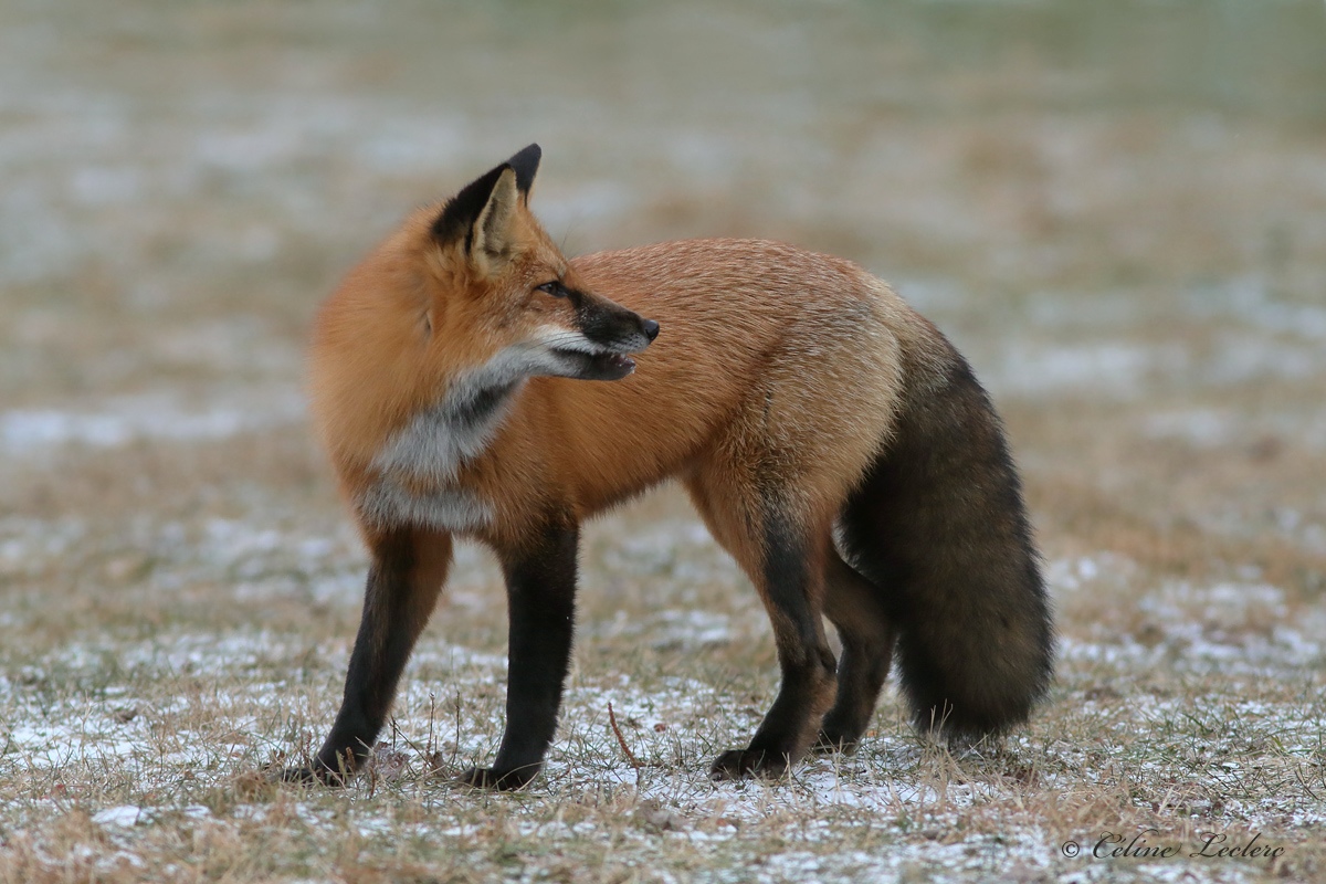 Renard roux_8618 - Red fox