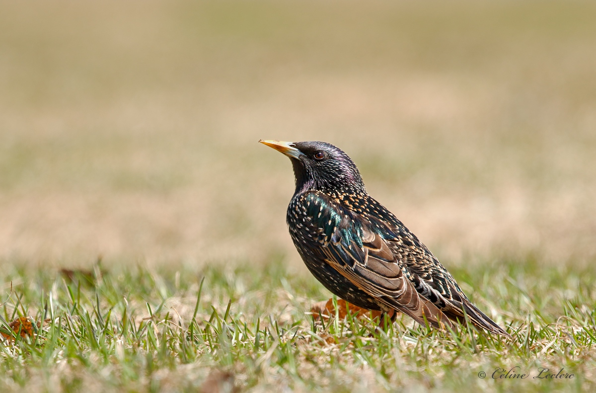 tourneau sansonnet_Y3A0731 - European Starling