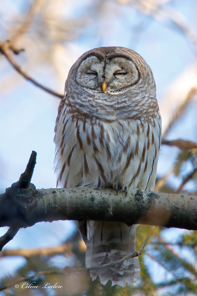 Chouette raye_Y3A2791 - Barred Owl