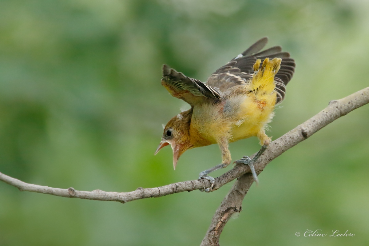 Oriole de Baltimore (juv)_Y3A9788 - Baltimore Oriole