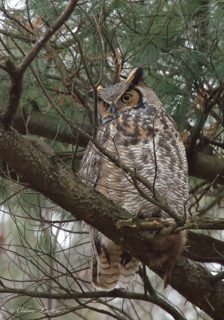 Grand Duc dAmrique_Y3A9392 - Great Horned Owl