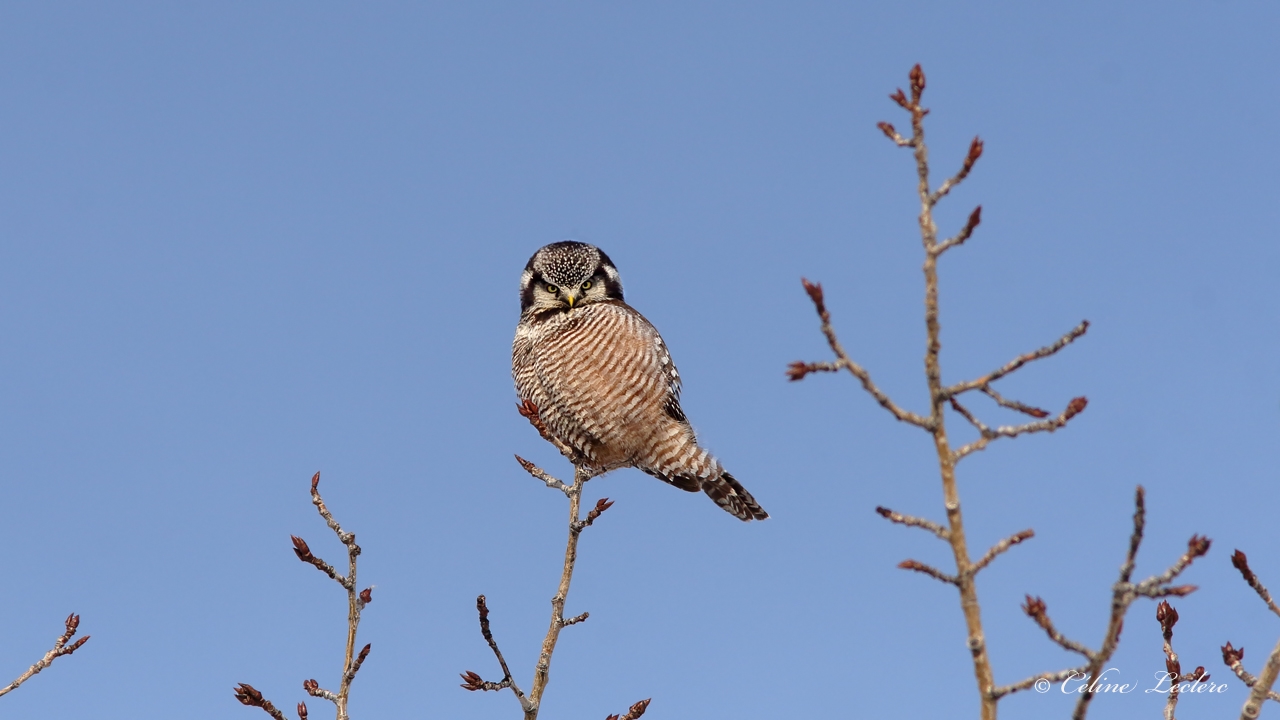 pervire borale_5292 - Northern Hawk Owl