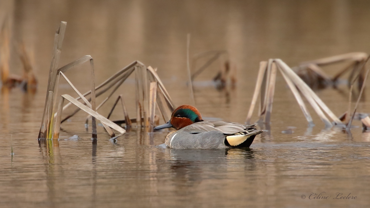 Sarcelle dhiver Y3A4158 - Green-Winged Teal